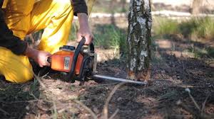 Best Hazardous Tree Removal  in Kingston, IL